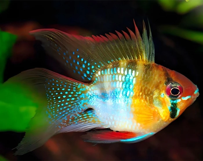 small tropical fish small tropical fish