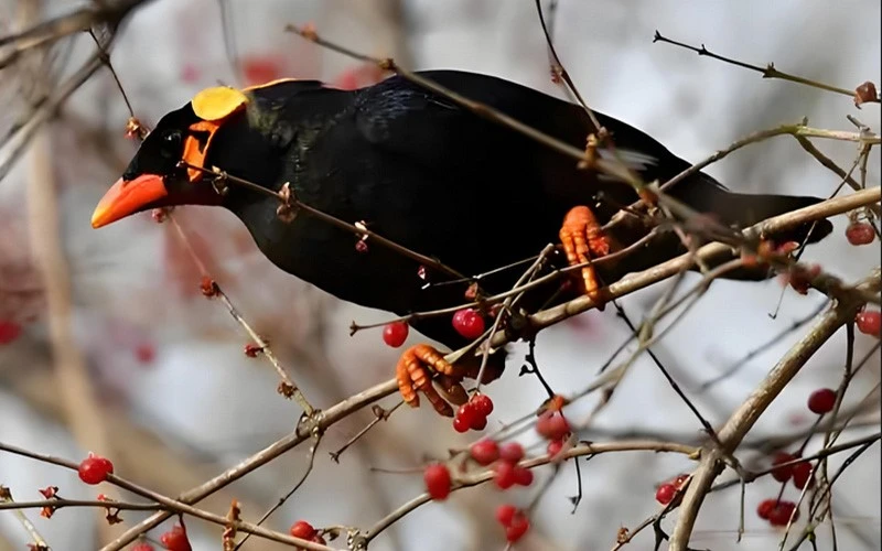 gracula religiosal bird gracula religiosal bird